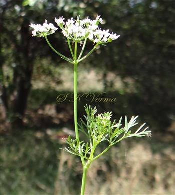  Inflorescence